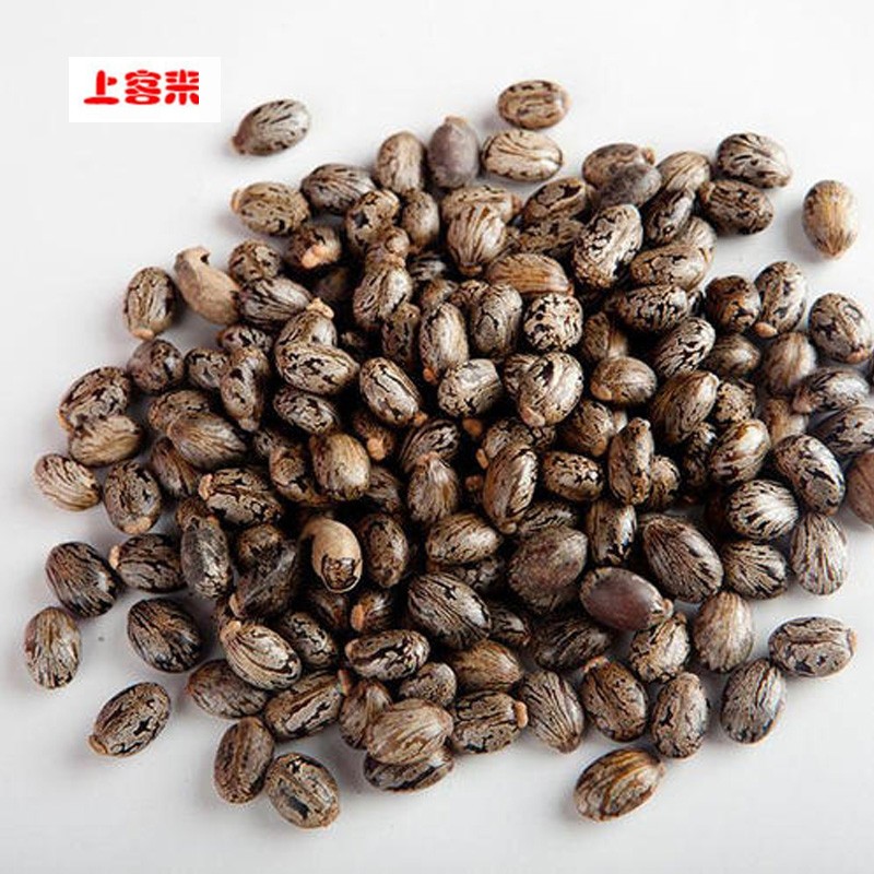 上客来新菜蓖麻子红蓖麻种子籽红叶蓖麻种子绿叶蓖麻种籽老麻了草麻子