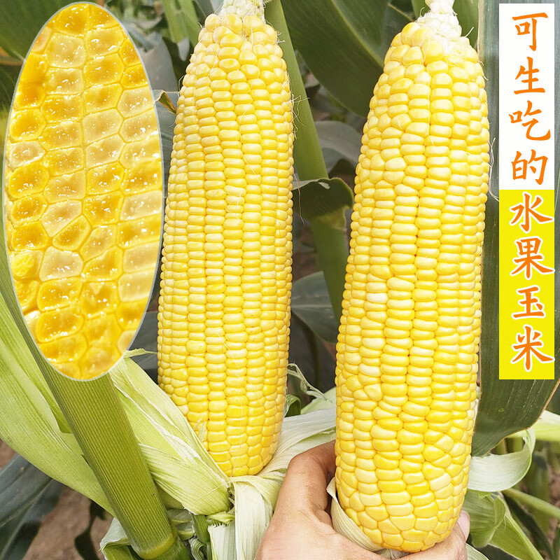 花如嫣超甜水果玉米种子甜糯玉米种籽鲜食生吃白紫彩黄色粘苞米籽春