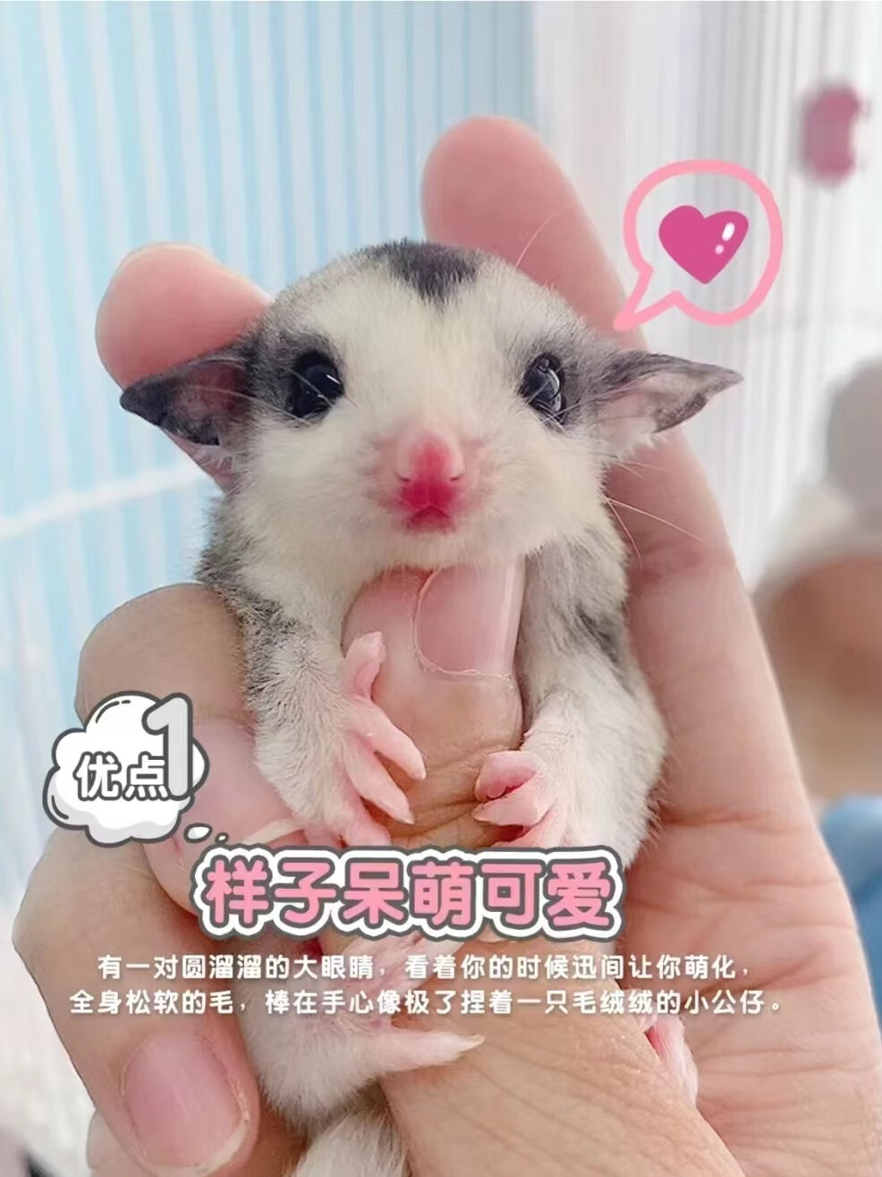 dsnzy蜜袋鼯活宠学生宠物粘人超萌可爱宠物蜜袋鼬飞鼠会飞纯白动物幼