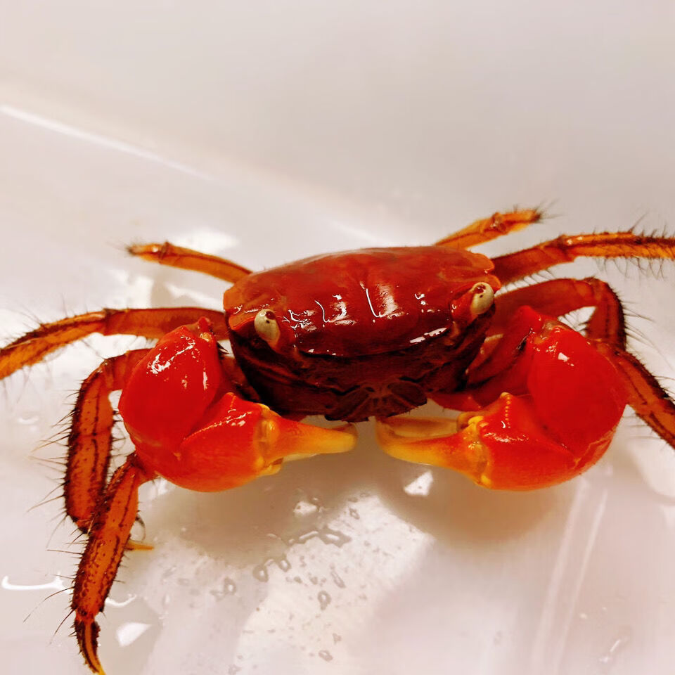 欧园侠泰国 相手蟹淡水蟹观赏蟹 迷你辣椒蟹 宠物螃蟹发财蟹 红螯 相