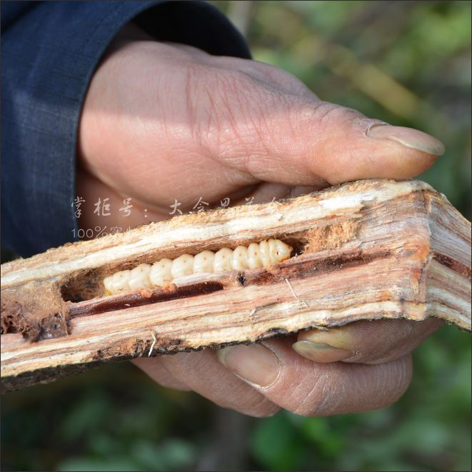 野生斗米虫10条现找云实蛀虫黄牛刺虫天牛幼虫带树枝活虫发货包 野生