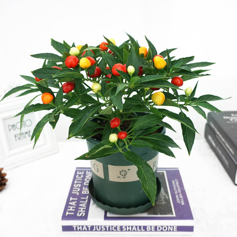 五彩椒朝天椒指天椒小米椒绿植辣椒苗可食用带果阳台室外植物绿 五