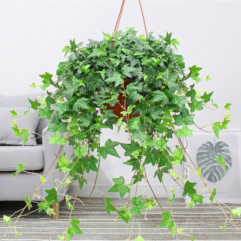 口红吊兰盆栽金边吊兰室内阳台垂吊 常青藤太阳花牡丹吊兰绿萝花卉