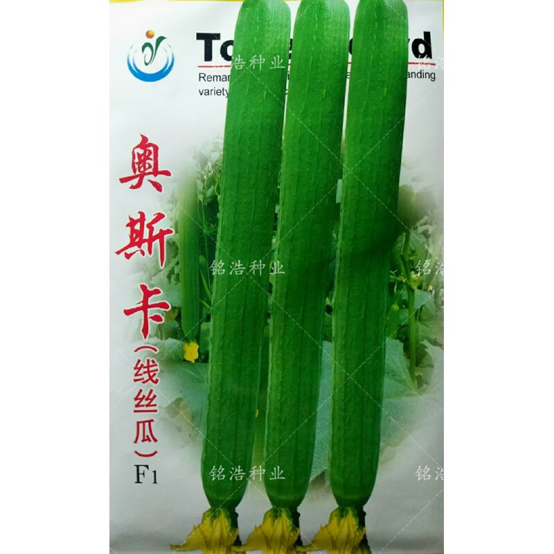 春枝韵荷兰进口线丝瓜杂交种子高产肉丝瓜长香丝瓜籽四季播种蔬菜