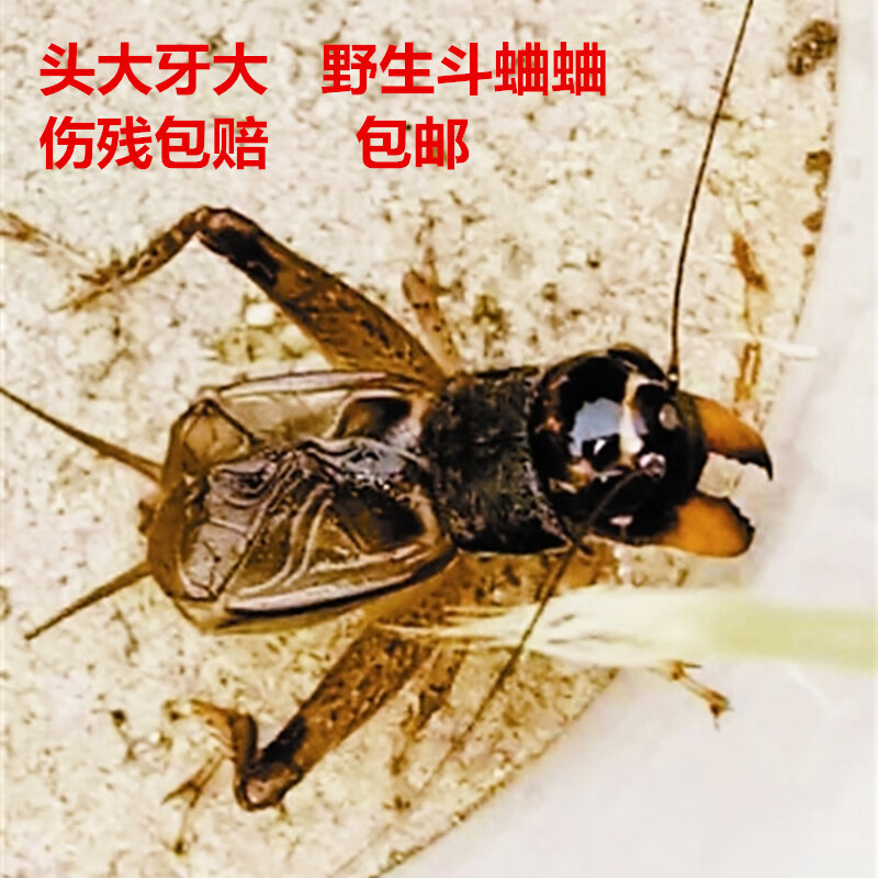 河北蛐蛐活虫野生活体蟋蟀活物打斗咬架精品自抓秋大地虫斗性 4-5厘