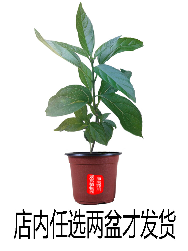 姒桀大青叶板蓝根药用花卉绿植物名贵中草药材庭院盆栽野外生长种植苗