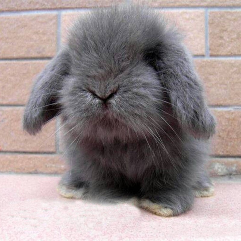 double yellow兔子活物 侏儒兔宠物兔活体白兔茶杯兔猫猫兔垂耳 灰色