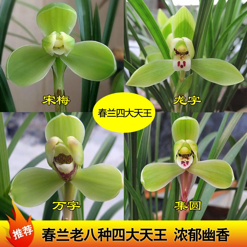 带花宋梅集圆龙字万字汪字小打梅贺神梅桂圆梅 春兰四大天王各3苗368