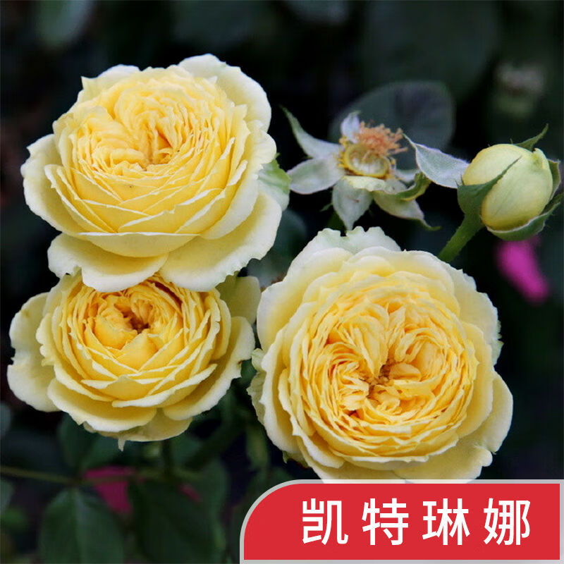 月季花苗四季开花阳台观花盆栽绿植花卉欧洲月季浓香花卉 凯特琳娜