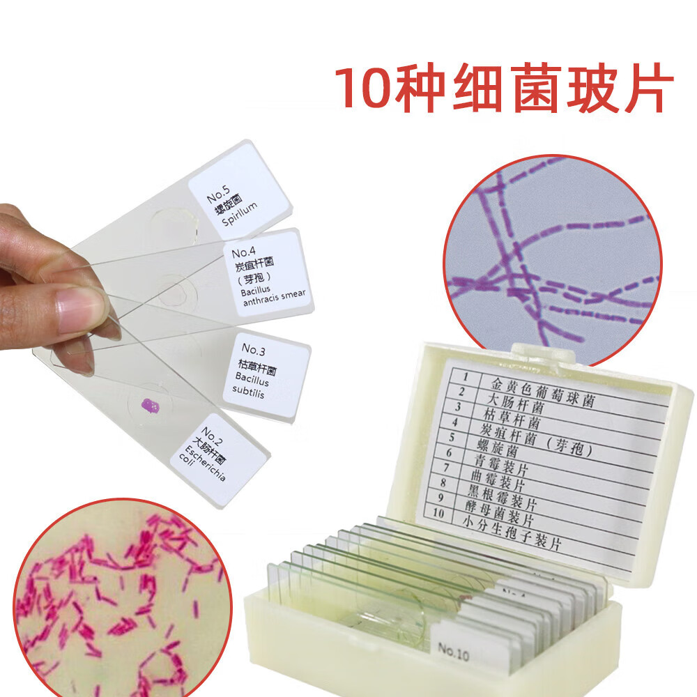 10种20种50种细菌微生物标本片高教标准医学院教学研究用显微玻片 *10