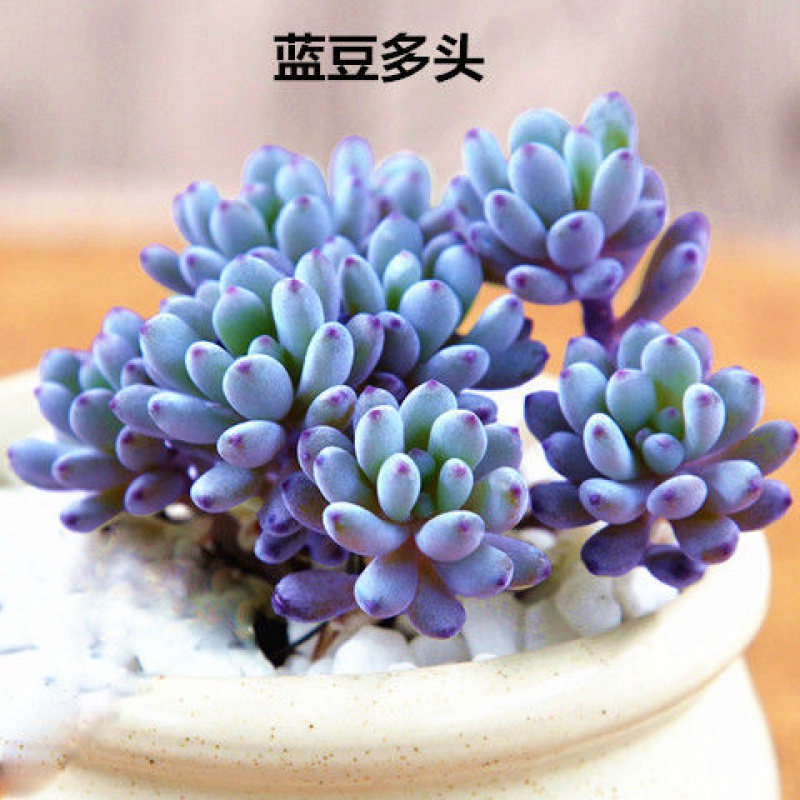多肉含盆含土多肉植物花卉绿植组合盆栽办公室室内肉肉植物 蓝豆多头1