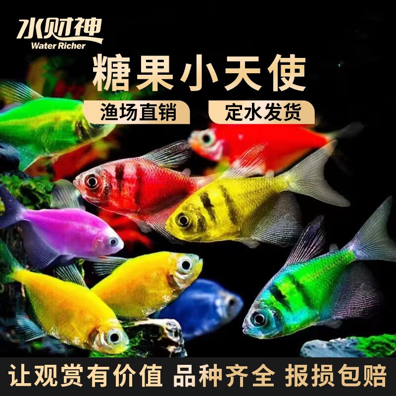 热带观赏鱼玻璃鱼七彩拉拉鱼透明鱼青苹果柠檬荧光虎斑天使鱼活体水