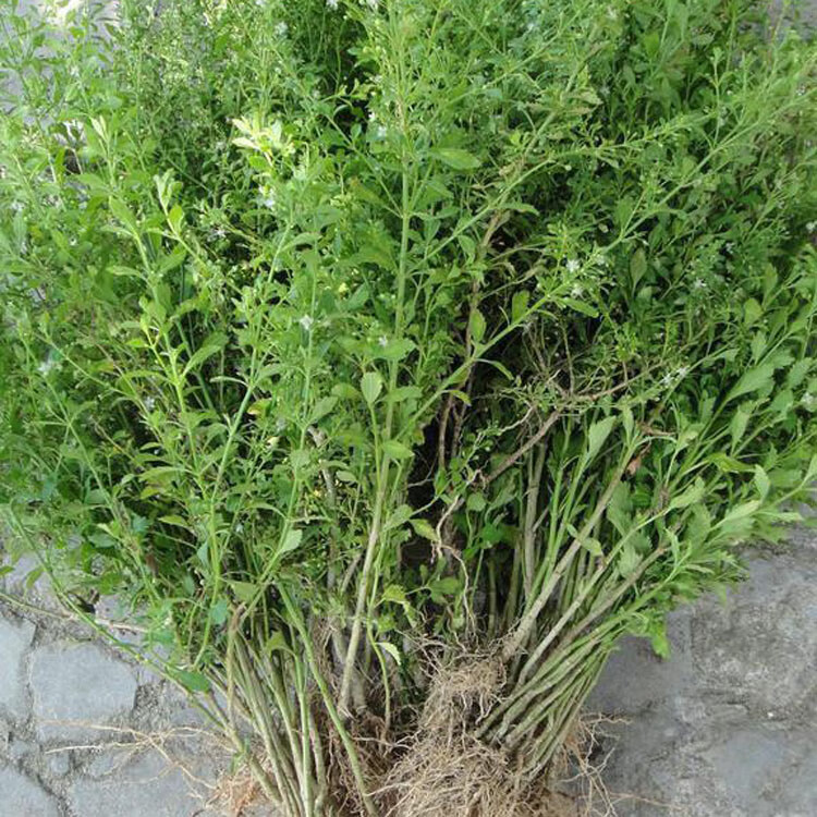 冰糖草新鲜深山原生节珠子草潮汕野甘草白糖米碎皮肤湿热疹中草药