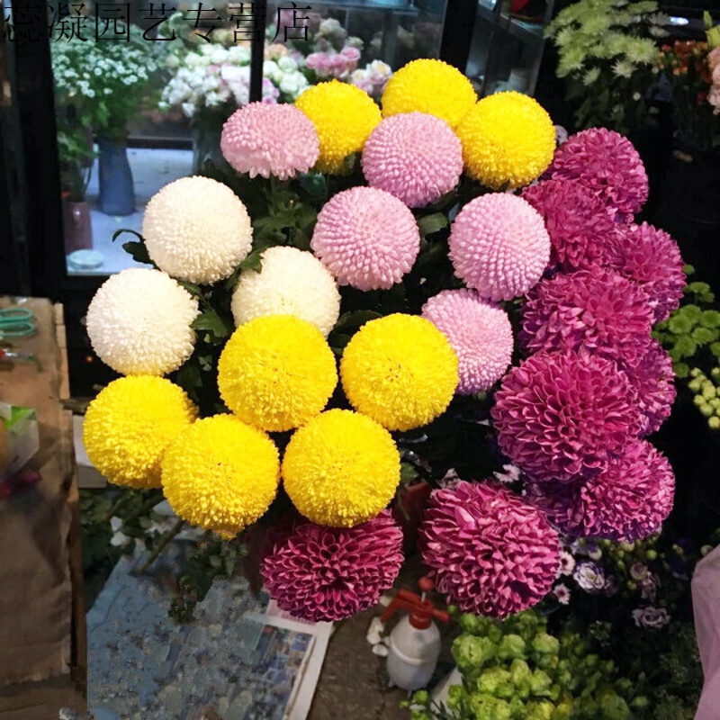 杭情 乒乓菊花种子四季开花不断四季易种易活爆盆雏菊耐寒植物花卉