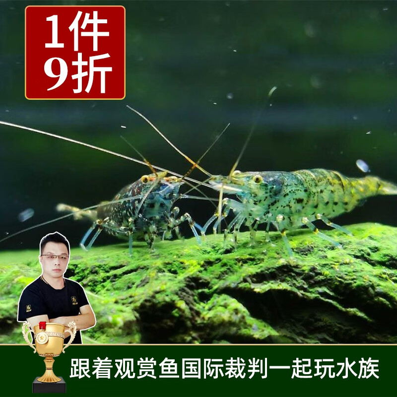 云峰海瑞黑壳虾清洁虾观赏虾 鱼缸水族箱水草缸清洁除藻淡水 70只/组+30只损耗高性价比高么？