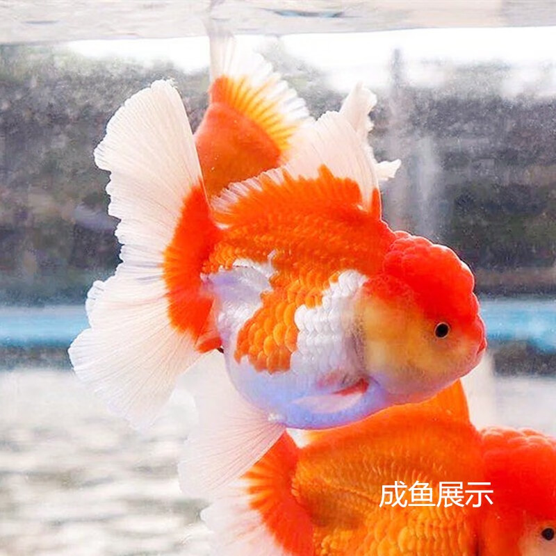 森悠(saryor)百褶泰狮金鱼精品活鱼红白五花菠萝黑百褶尾麒麟观赏鱼