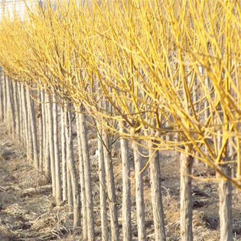 滨淇金枝槐嫁接黄金槐树苗金丝槐龙爪槐绿化用苗  3公分粗