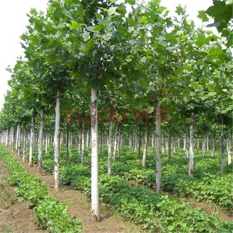 霆环 法国梧桐树苗速生法桐苗小苗别名法桐悬铃木青皮梧桐绿化苗