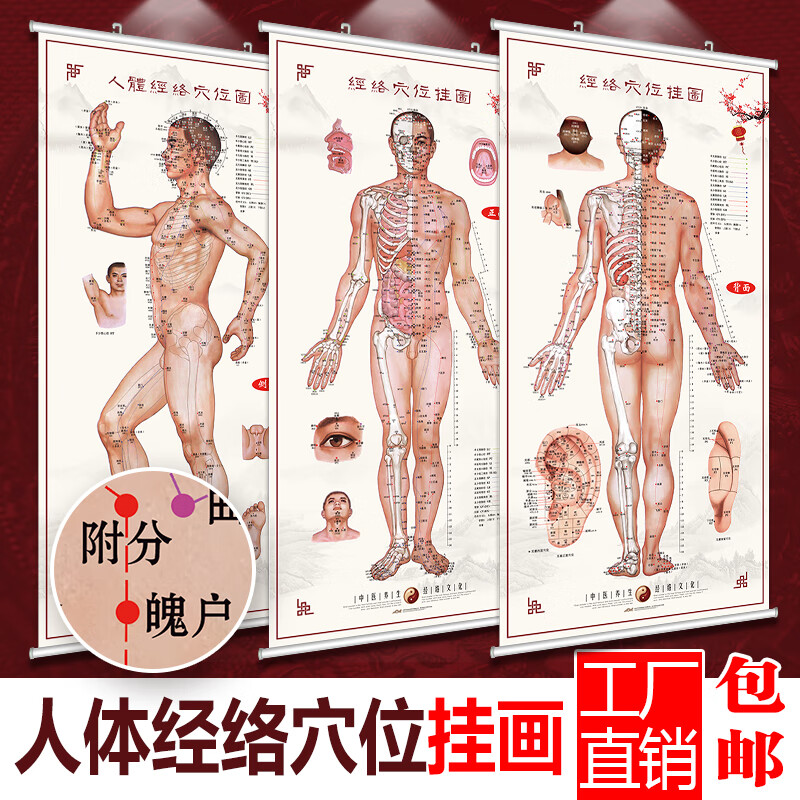 妙普乐针灸人体穴位大挂图 中医图解背部人体经络穴位图大挂图养生馆