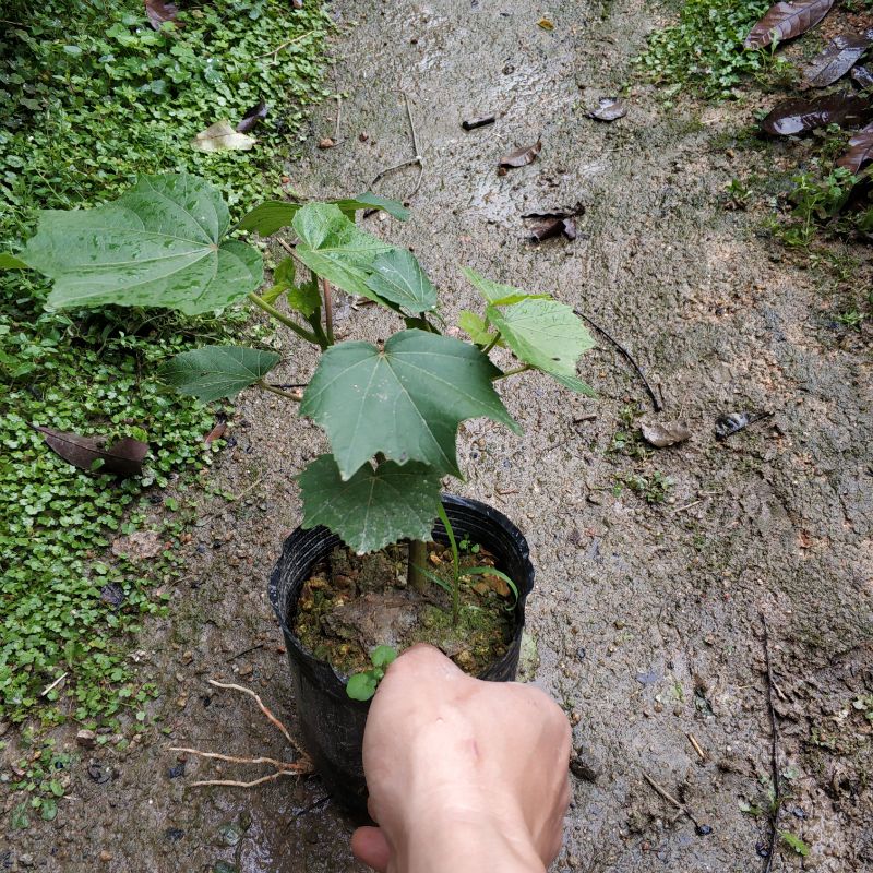 木芙蓉花苗阳台庭院植物醉芙蓉 木芙蓉 三醉芙蓉花苗树苗盆栽 当年