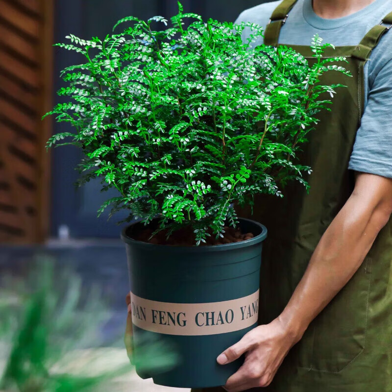 星迎凡皙驱蚊草盆栽植物清香胡椒木花卉植物室内好养绿植九里香树苗茉 清香木 3年苗 2盆+加仑盆