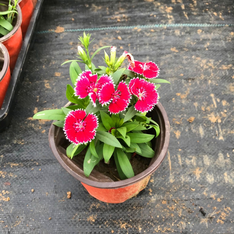 石竹盆栽五彩欧石竹四季开花易种活阳台庭院皮实好养香石竹 石竹小苗