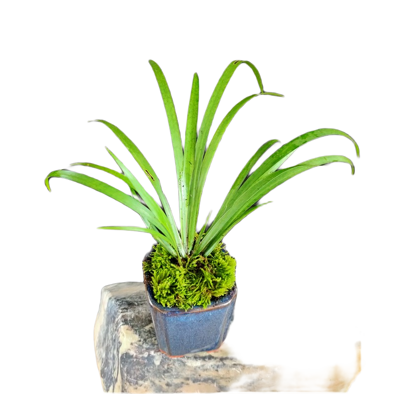 可以直接種水里水培植物石菖蒲水菖蒲吸水石烏龜缸魚缸雨林缸假山草坪附石菖蒲盆景菖蒲造景客廳室內(nèi)綠植 1盆4cm陶瓷盆栽石菖蒲水菖蒲/陶瓷盆隨機發(fā)貨