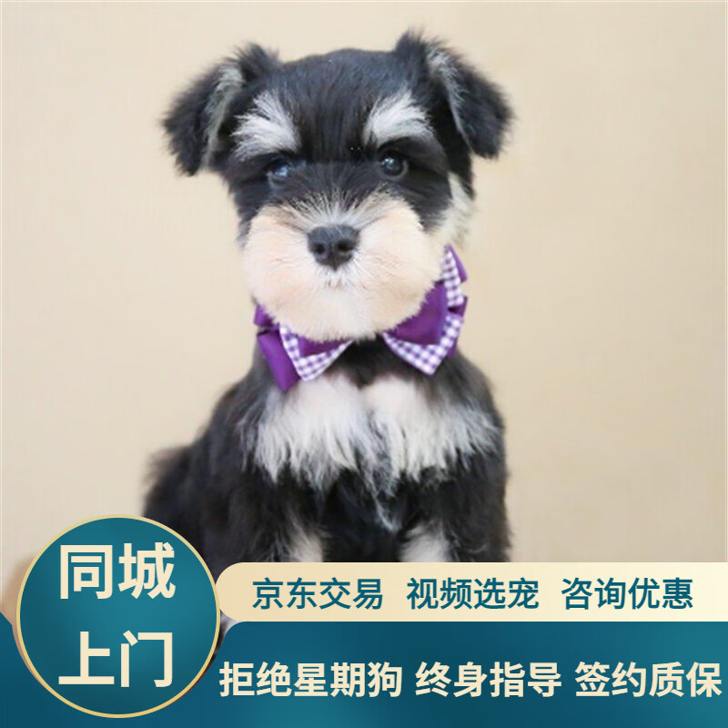 宁宠 纯种雪纳瑞活体幼犬小型犬宠物狗狗活体狗椒盐色黑银色 血统级