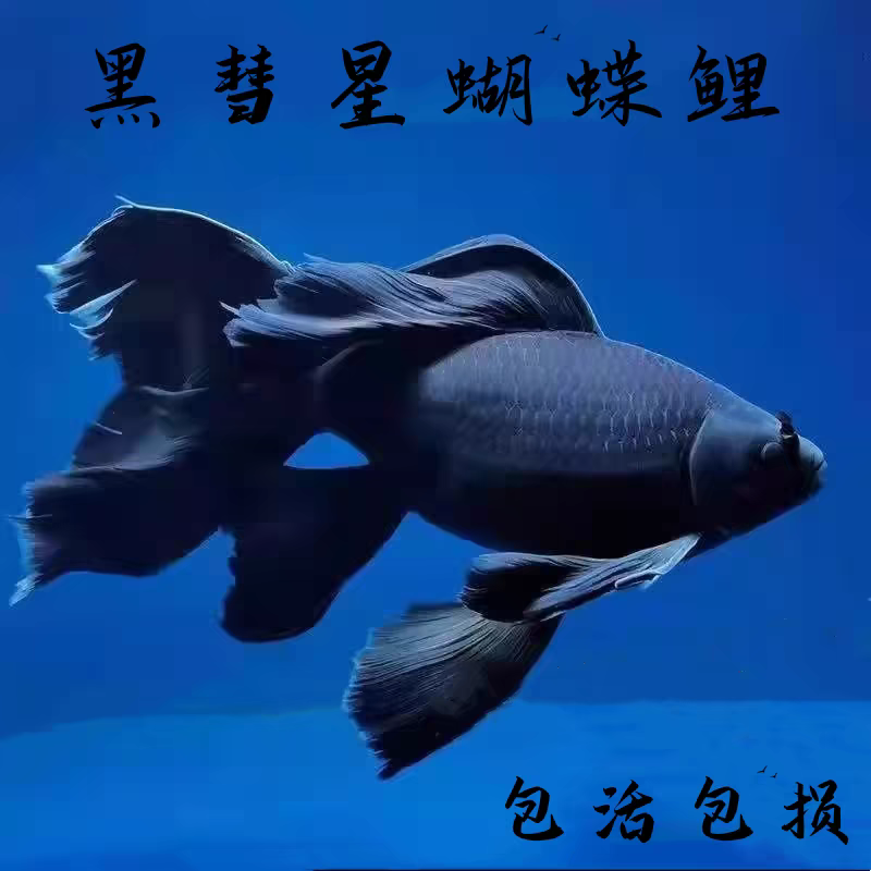 锦鲤活鱼锦鲤观赏鱼金鱼活鱼金鱼观赏鱼锦鲤鱼风水鱼冷水鱼招财鱼 6-8cm黑金3条