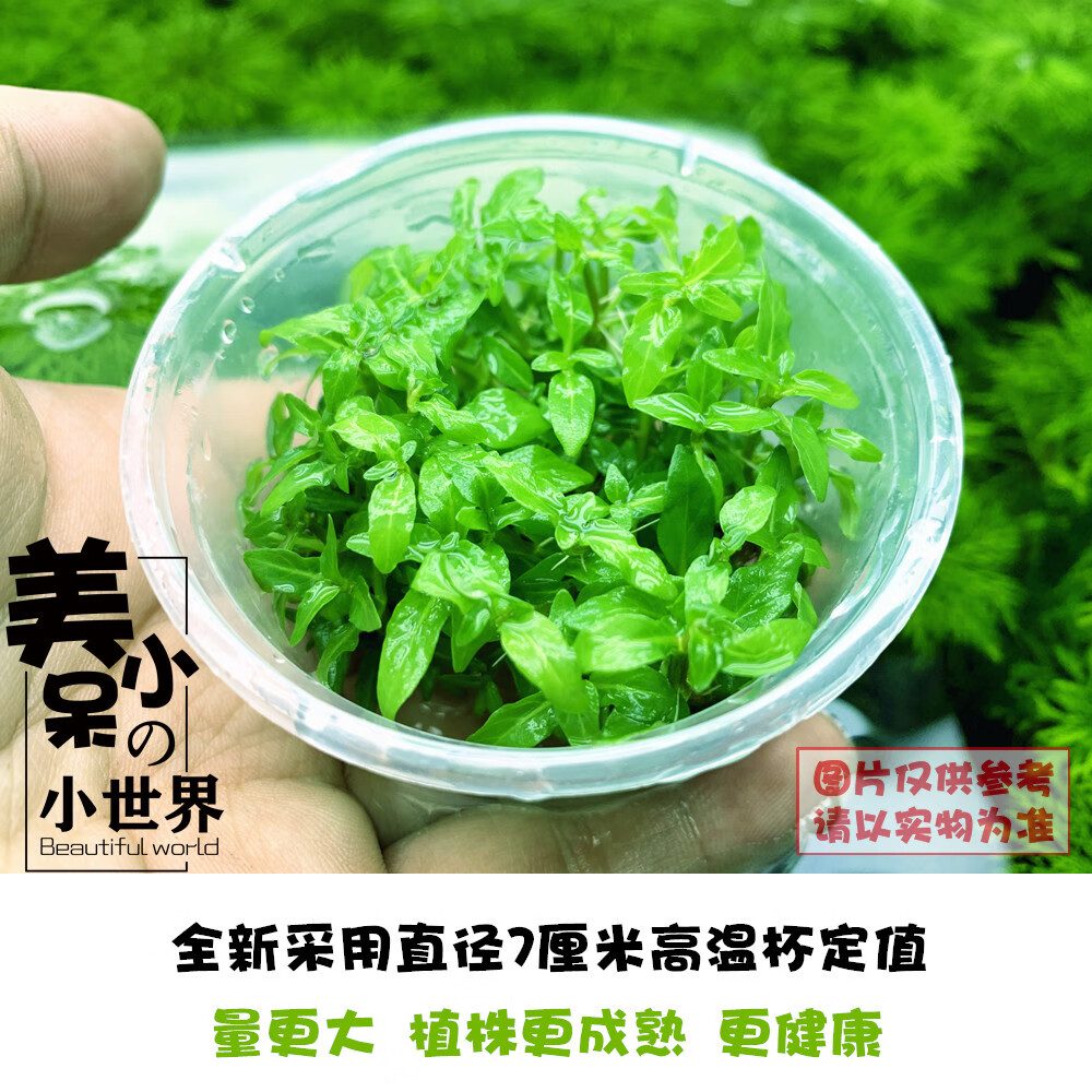 虹弦见迷你牛毛水草活体鱼缸造景爬地矮珍珠牛毛毡天湖葵水草套餐前景