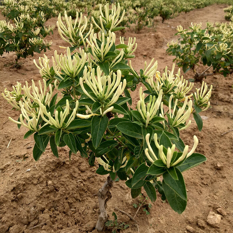 素蜜食用金银花树苗白红黄花卉盆栽老桩室外爬藤攀援植物四季开花b2 0