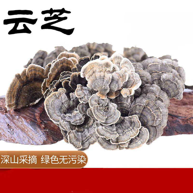 长白山云芝蘑云芝菌林灵芝黄云芝蘑林芝 250g 云芝