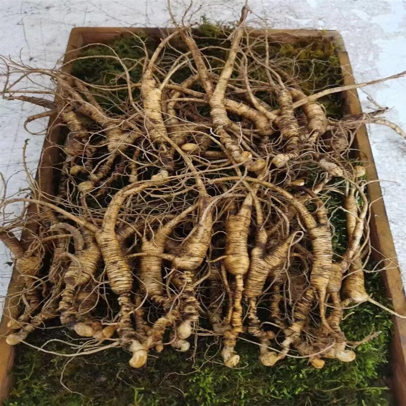 鲜人参25年东北长白山新鲜林下参30年野山参野外生长老山参拍照选泡酒