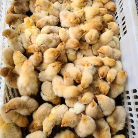 本地便宜小型鸡苗胡须鸡三黄土鸡麻鸡蛋鸡肉鸡幼苗青脚小鸡仔活苗 三