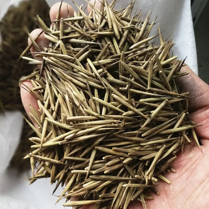 周金祥 新采摘大型毛竹种子 生长快江南竹茅竹楠竹黄竹食用竹笋竹子