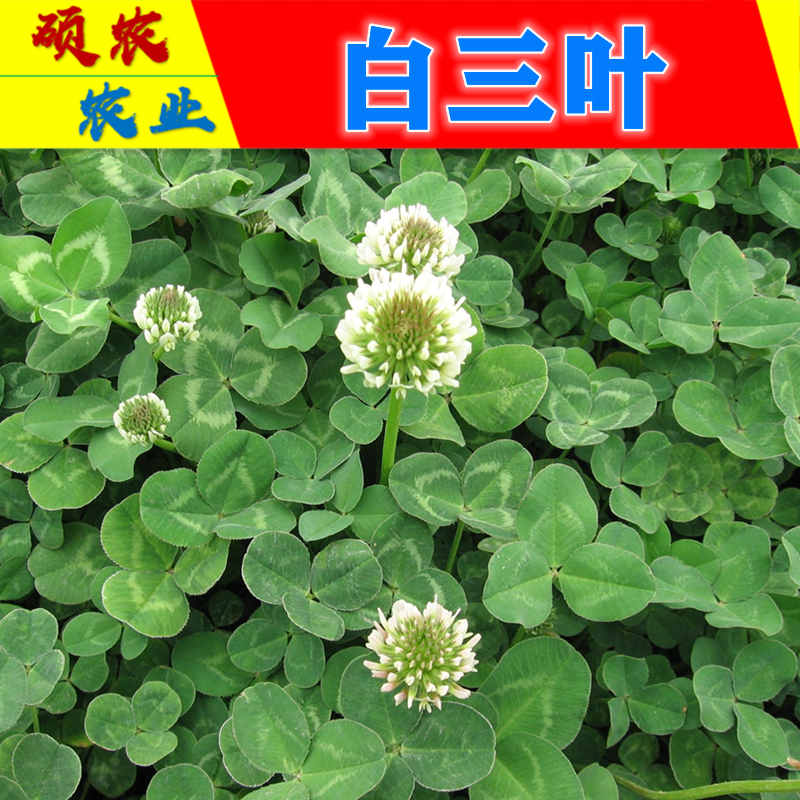 zi)白三叶 红三叶三叶草车轴草牧春籽 四季果园绿肥蜜源绿化草坪观赏