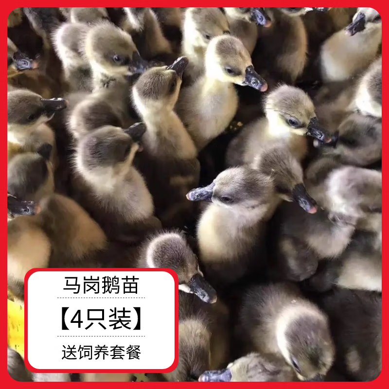 正宗馬崗鵝活苗小鵝廣東白鵝灰鵝苗活體草鵝產地直銷疫苗齊全包活 白鵝苗(這是一只價6只起發(fā))