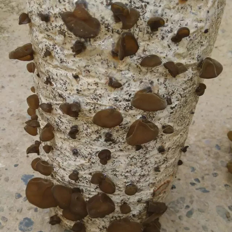 黑木耳菌包蘑菇菌种子菌菇包自种盆栽蘑菇食用菌棒菜种子 黑姬菇(大袋