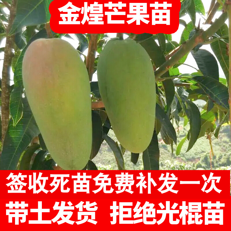 芥圃 芒果树苗南方种植北方桂七金煌小台农海南红贵妃澳芒凯特芒四季结果嫁接果树果苗小台芒果树苗盆栽地栽 金煌芒果苗【带土带叶发货】 2年苗 种植一年后挂果