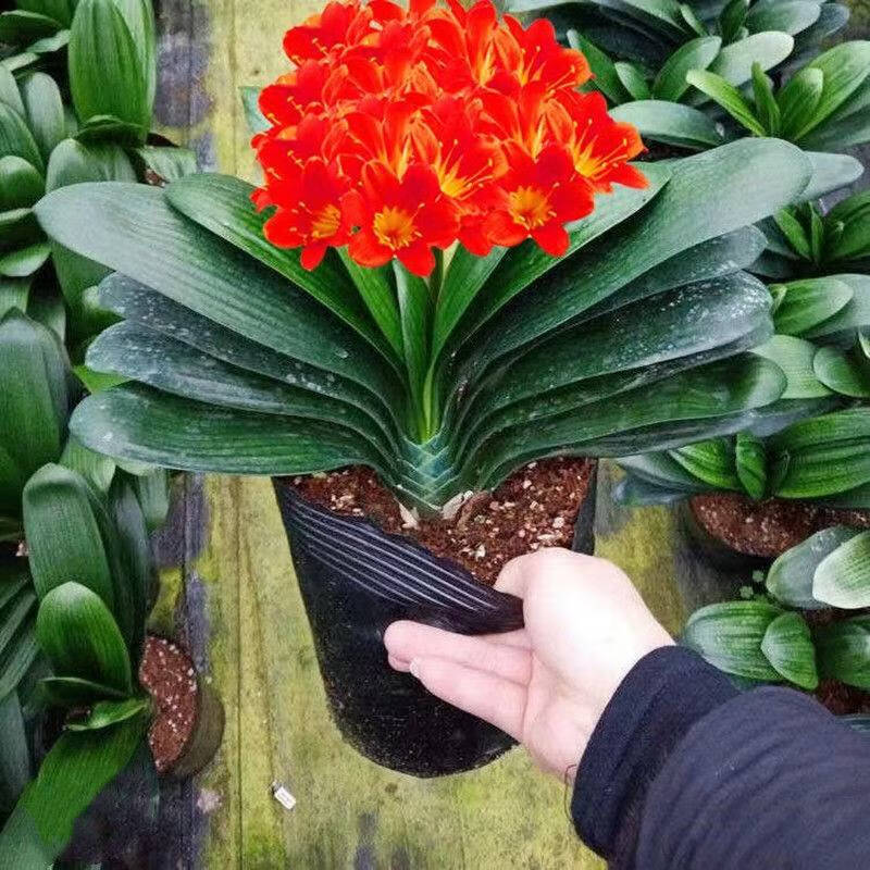 手耕田四季君子兰盆栽带花苞老苗大小苗花卉植物室内花绿好植养圆头