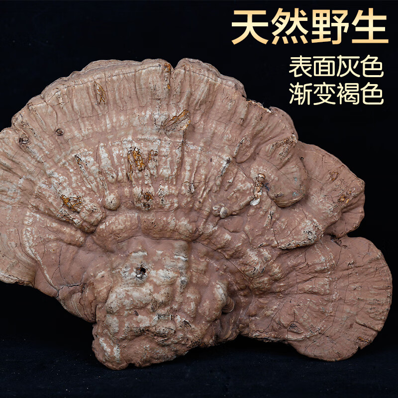 长白山野生平盖灵芝 整枝 树舌灵芝 林芝