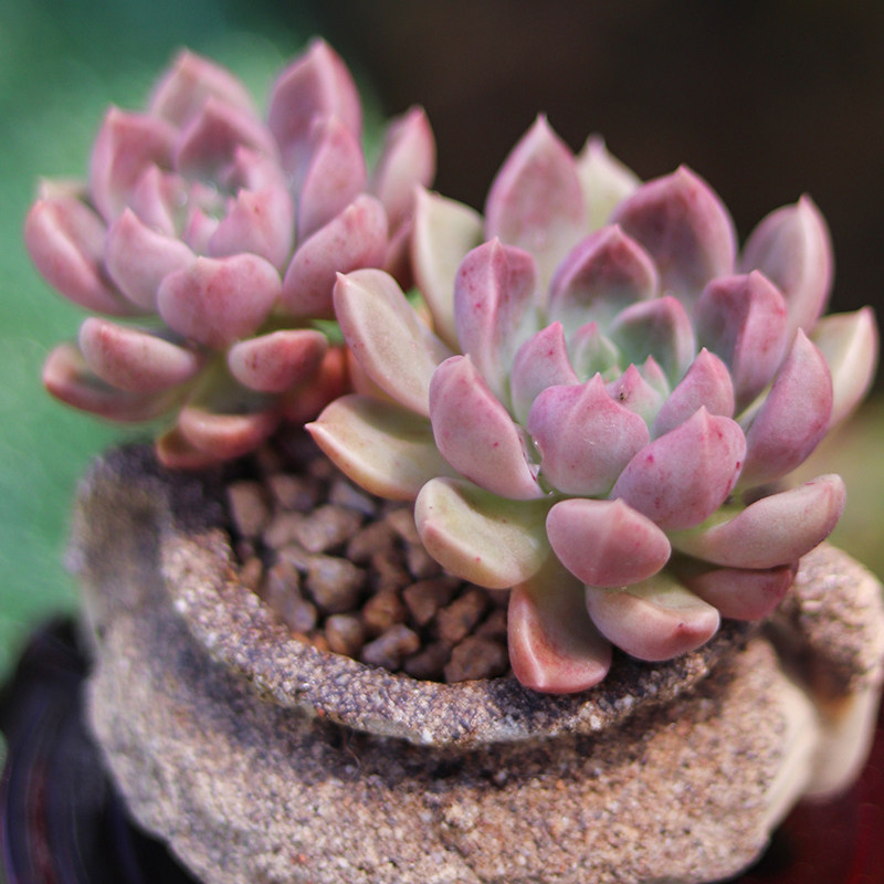 璀璨稀有品种多肉植物精品贵货老桩肉肉花卉盆栽大株 璀璨【双头】 不