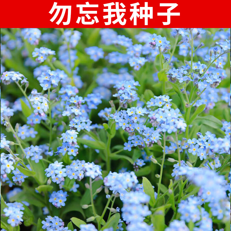 垣栀勿忘我种子勿忘草种子花卉花卉种子四季花卉种子花海打造 勿忘我