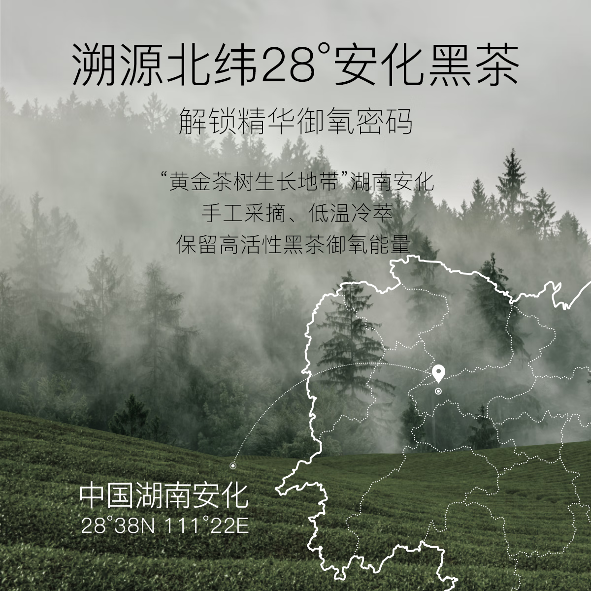 柳丝木（Ositree）黑茶精华油液 植萃赋活修护滋润保湿面部护肤女以油养肤 15ml