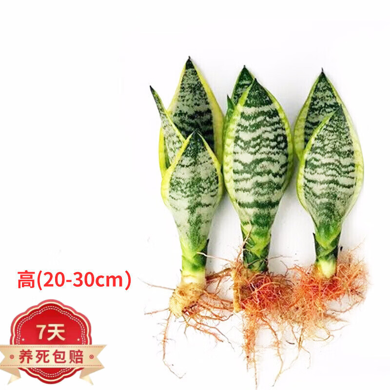 花友 虎皮兰大棵   植物长脚盆栽室内卧室客厅大型裸苗虎尾兰 3颗(20