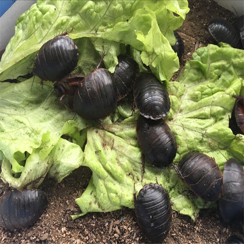 yvyv活土元土鳖虫活体可产卵活体地鳖虫入药土鳖虫子养殖野生土元活体