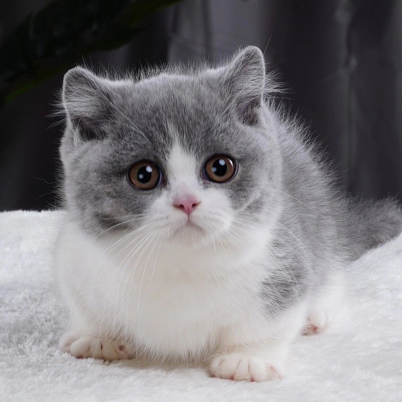 广宠广州英短蓝白猫咪活物小猫活物宠物猫活体英短蓝白蓝猫蓝猫舍猫咪
