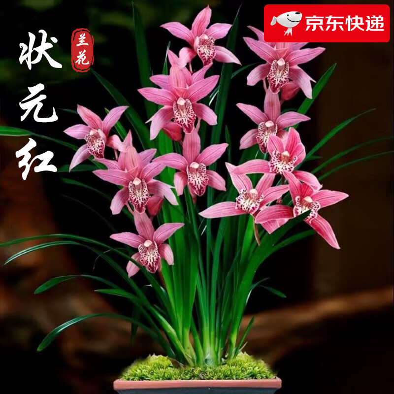 建兰花叶双绝高山春色 现带大芽室内花卉绿植兰花盆栽带花苞 状元红4