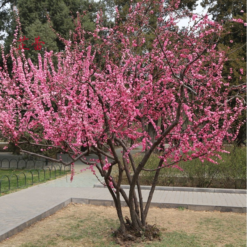 新采榆叶梅种子 重瓣榆叶鸾枝  绿化林木苗木树  小桃红种子 半斤