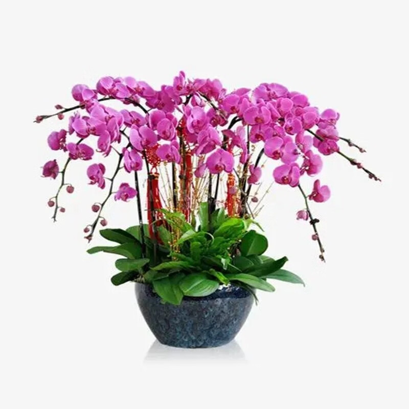 室内客厅绿植盆栽花卉大苗盆景 光芒四射蝴蝶兰 透明原盆 原土